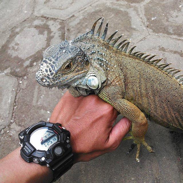 Casio GW-9400-1ER